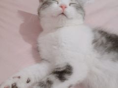 -纳吉亚猫专科动物医院·北北分院