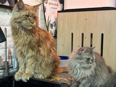 -平行世界·猫咖(首经贸店)