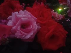 -循礼门鲜花花市(武汉循礼门店)