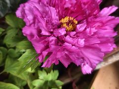 -青石桥花鸟鱼虫市场(叠翠城店)