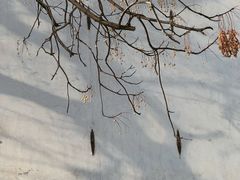 -青果巷历史文化街区
