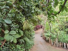 -呀路古热带植物园