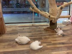 -袖虎·猫馆(体育西路店)