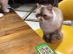 -猫色咖啡·猫咖
