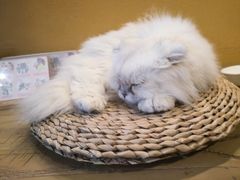 -猫猫幼稚园·撸猫·桌游·电玩