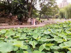 -莲湖公园