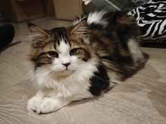 -楼上猫咖(罗湖店)