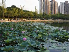 -新江湾城公园