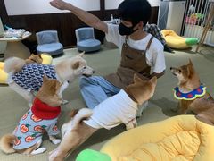 -逗柴咖啡屋·狗咖猫咖宠物桌游