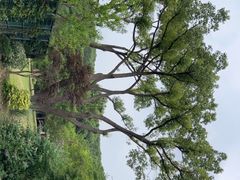 -苏州上方山国家森林公园