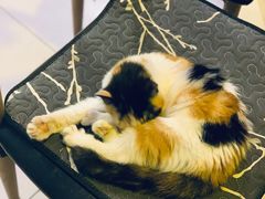 -平行世界·猫咖(首经贸店)
