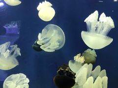 -迪拜水族馆及水下动物园