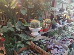 -双季花艺园艺市场(浦东店)