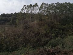 -南宁良凤江国家森林公园