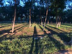 -大兴滨河森林公园