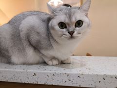 -滚猫咖啡·猫咖·猫友好撸猫(未来城店)