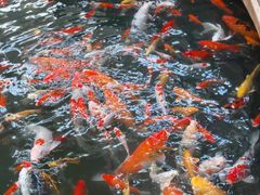 -南宫五洲植物乐园