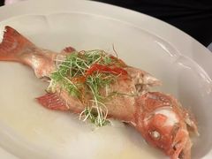 清蒸东星斑-伯衡55·吉品轩(乌鲁木齐南路店)