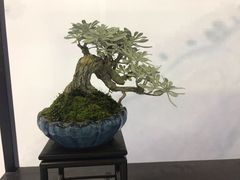 -东南花都花博园