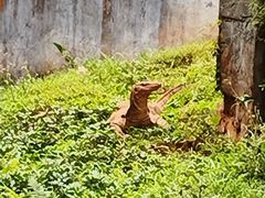 -海南热带野生动植物园