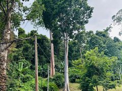 -槟城植物园