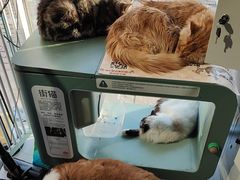 -平行世界·猫咖(首经贸店)