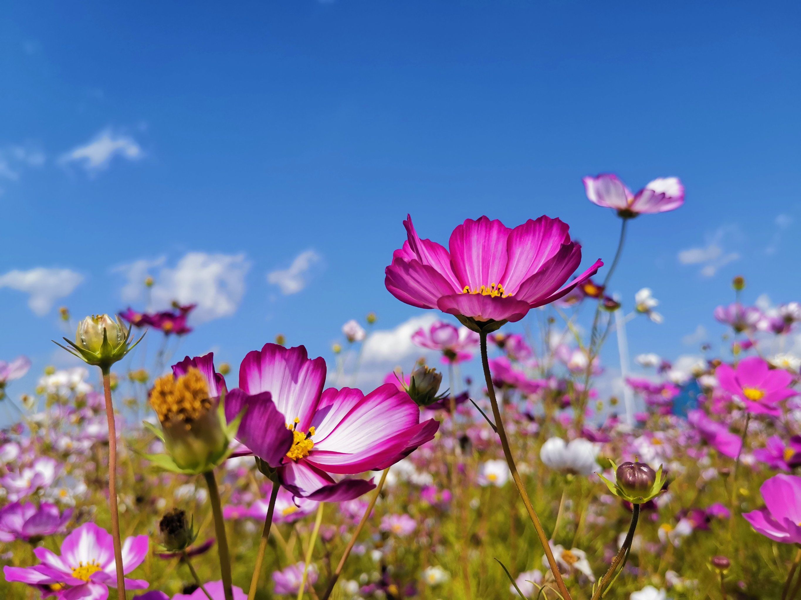 花花世界里不缺美景