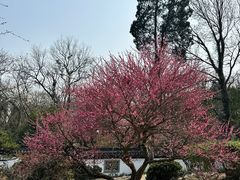 -杭州植物园