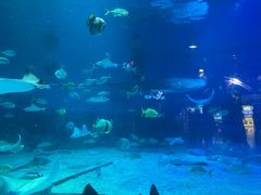 -烟台海昌鲸鲨海洋公园