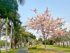 -百年果林椰子鸡(益田假日里店)