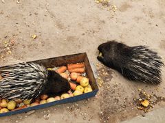 -青藏高原野生动物园