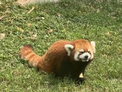 -合肥野生动物园