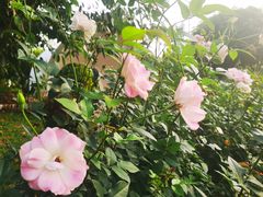 -人民公园(罗湖区)