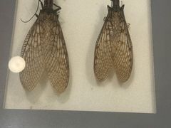 -上海昆虫博物馆