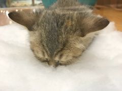 -龟与熊猫宠物公园(南坪店)