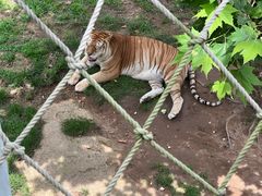 -西霞口神雕山野生动物世界