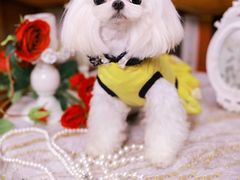 -萌宠之家·腊肠犬·马尔泰·小体犬舍