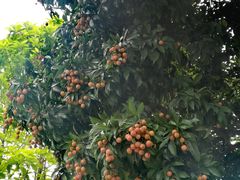 -东莞植物园