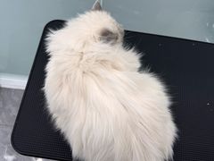 -爱洗澡的猫(望京店)
