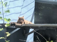 -青藏高原野生动物园