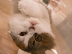 -COLOR PETS 撸猫馆·购猫·猫咖(长风大悦城店)