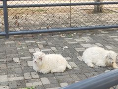 -长白岛森林公园