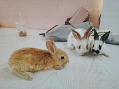 -浣熊柯尔鸭土拨鼠·电玩咖