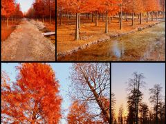 -上海海湾国家森林公园