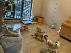 -唐小姐の私宠·宠物洗护美容·撸猫馆·购宠(周浦万达旗舰店)