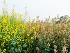 -中国天府农业博览园