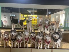 -Husky Go! 哈士奇体验馆·宠物咖啡厅狗咖