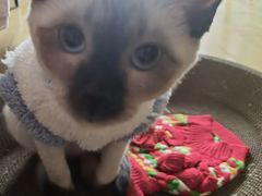 -欣宠猫屋·矮脚拿破仑·蓝金金渐层