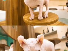 -飞行喵MR PILOT|猫舍·猫咖(静安大融城店)