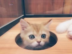 -袖虎·猫馆(体育西路店)